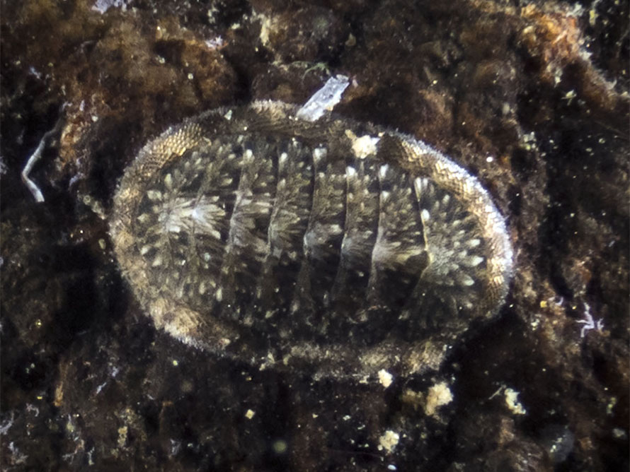 Ischnochiton caliginosus